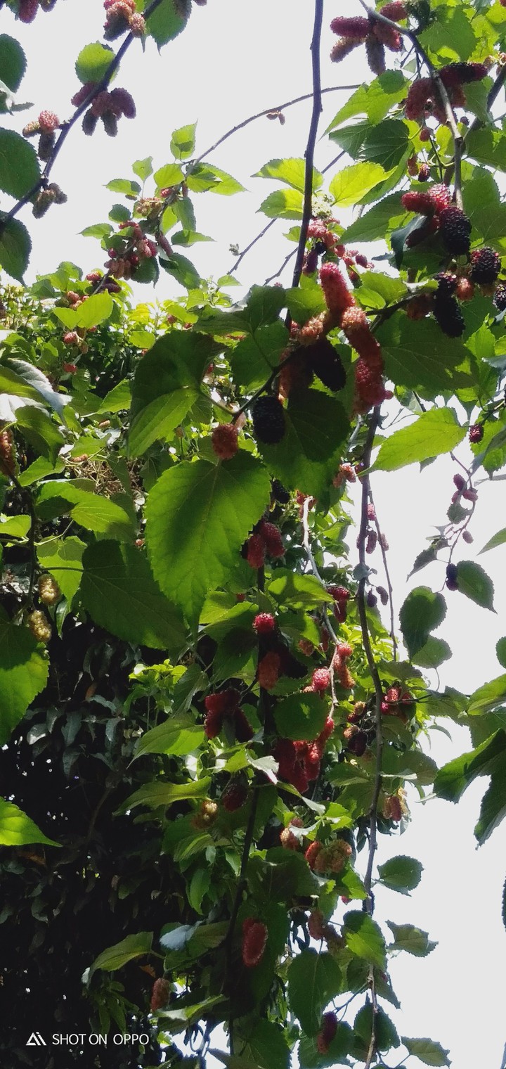 mulberry
