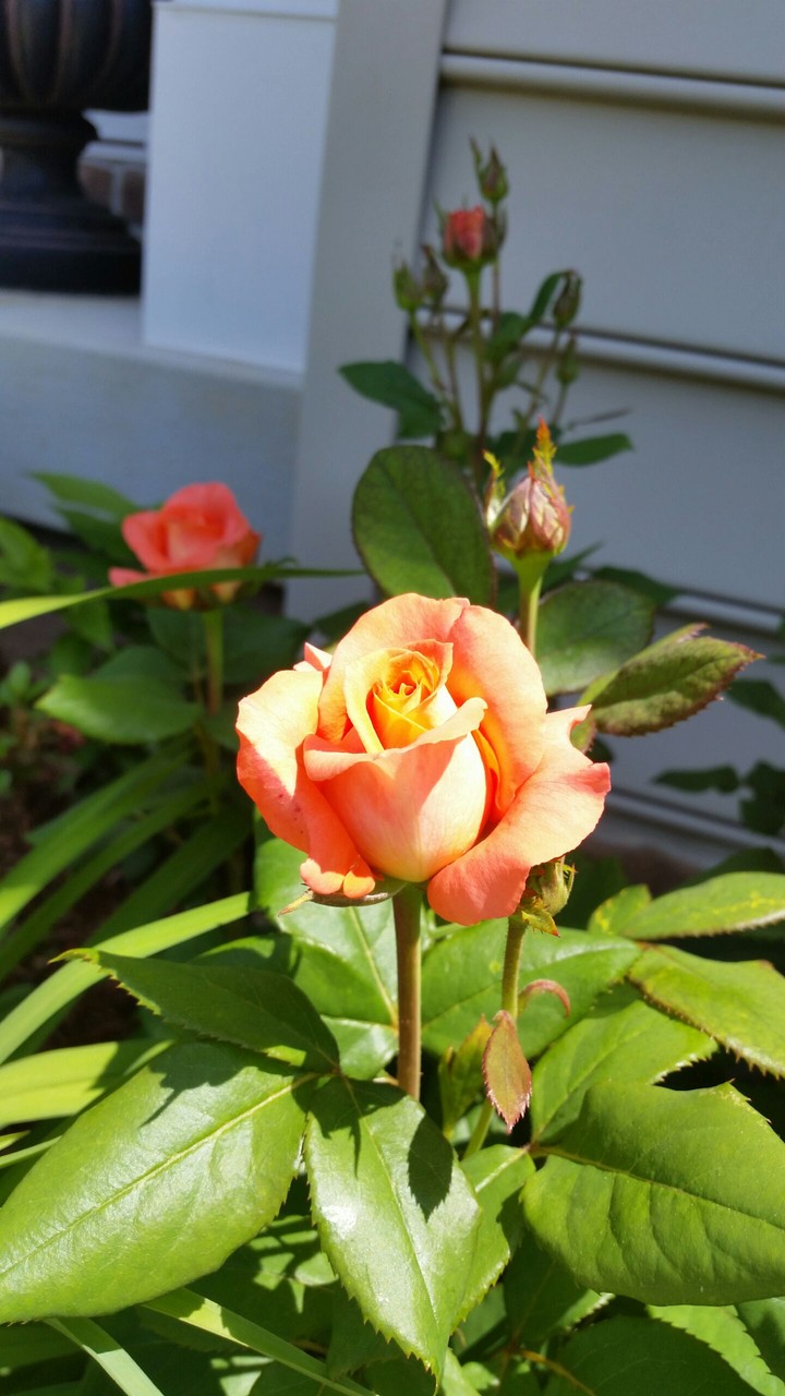 orange rose