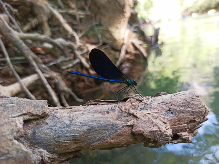 La belle bleue
