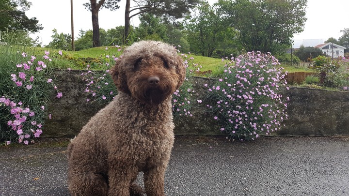 Spanish Water Dog