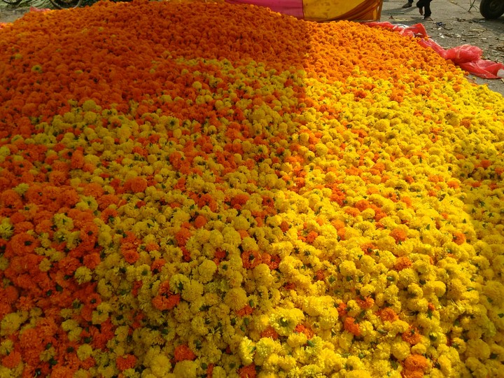 flowers of zendu