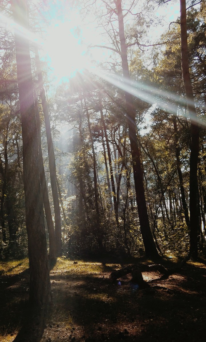 forest