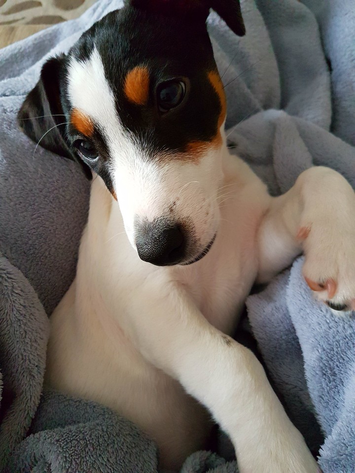 my dog 