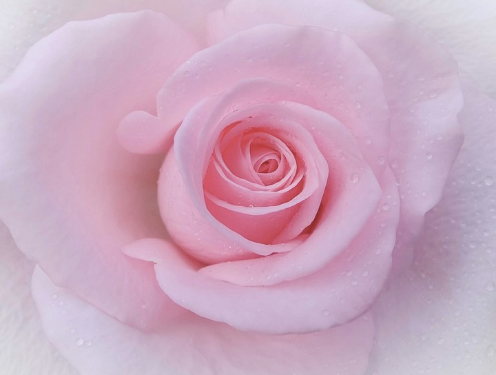 rose