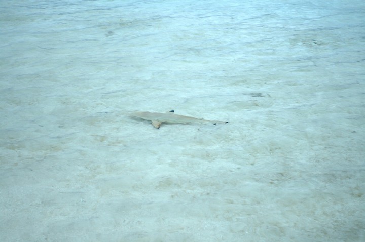 Sea