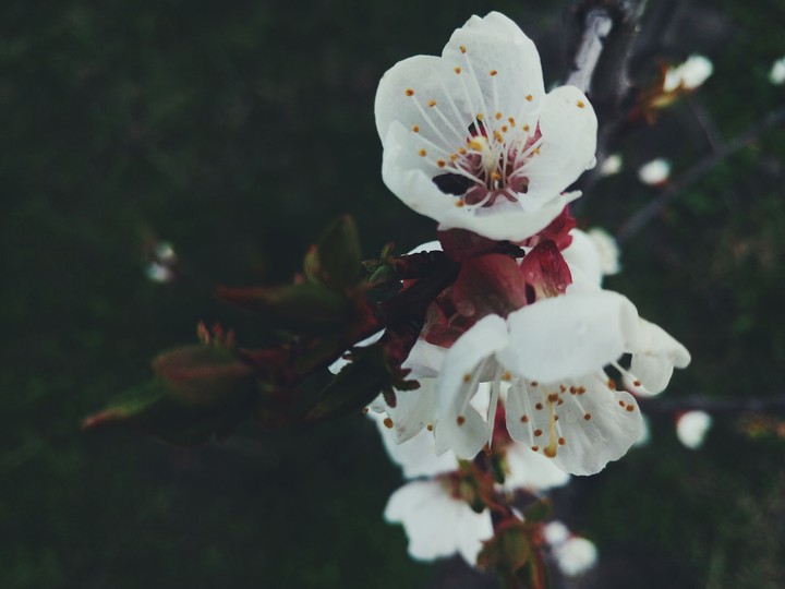 Spring flowers