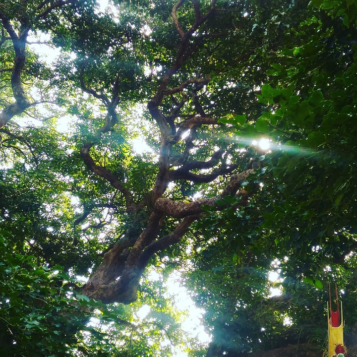1000 years tree & sun