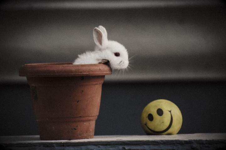 Rabbit