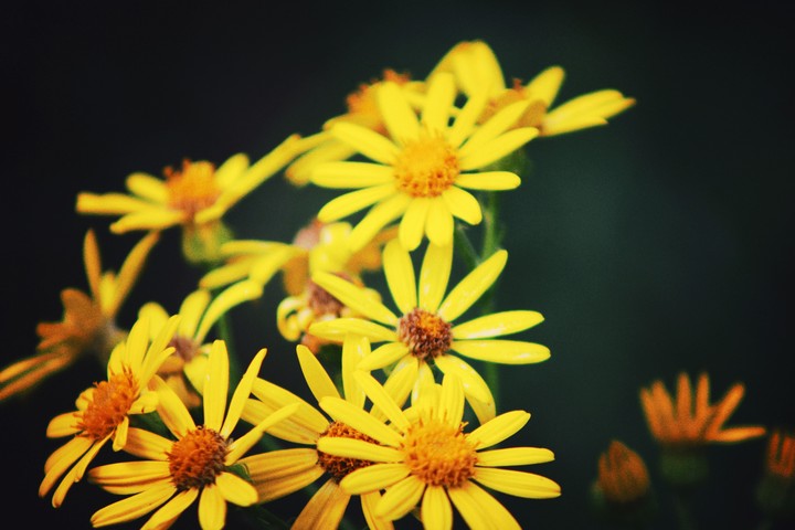 Chamomile