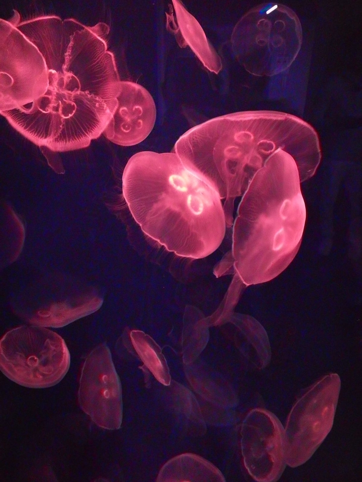 meduse