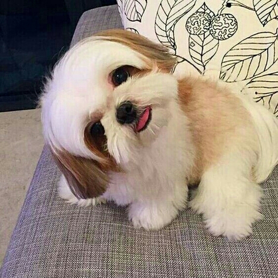so cute?