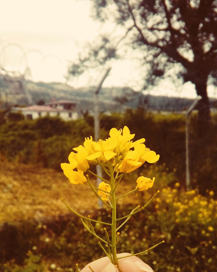 little flowers