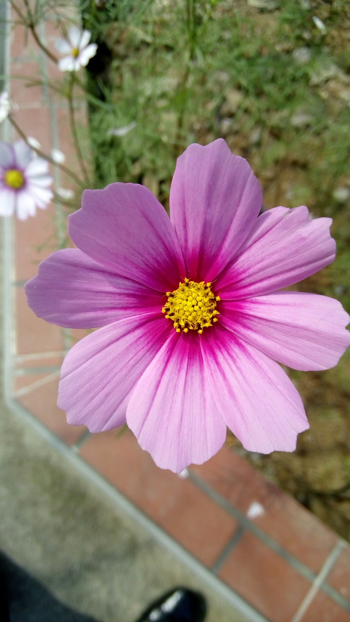 Cosmos