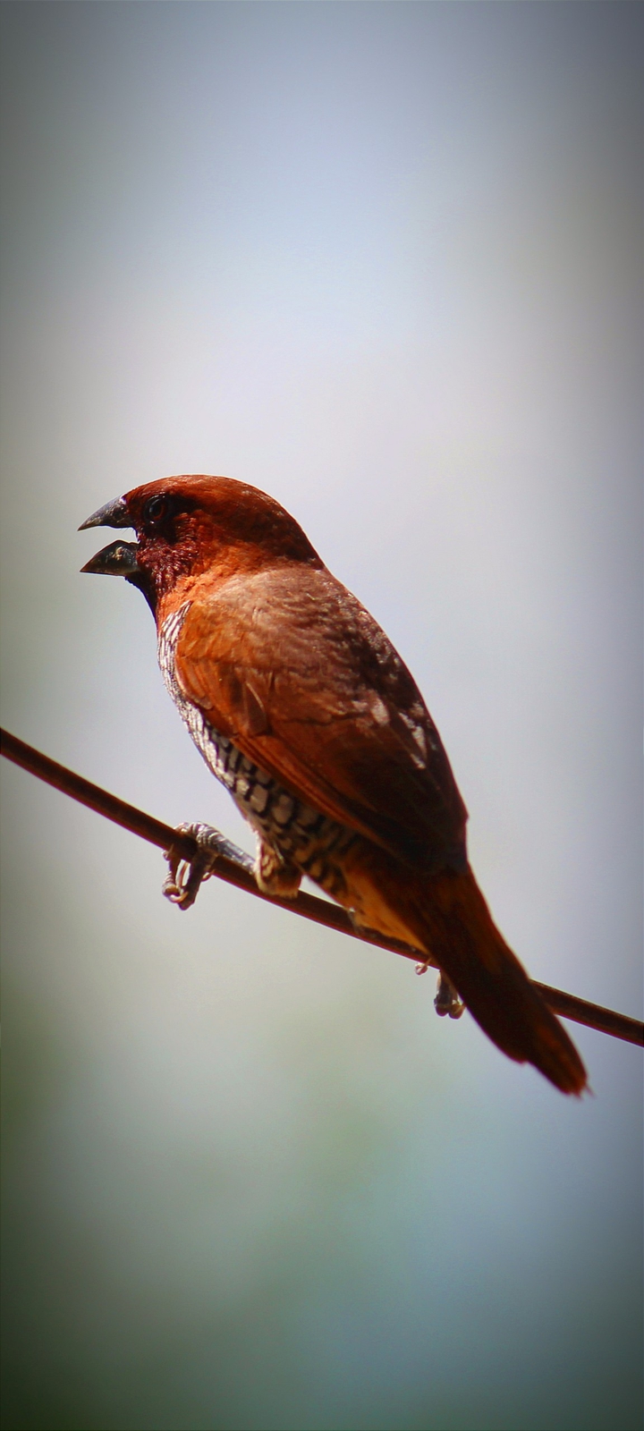 bird