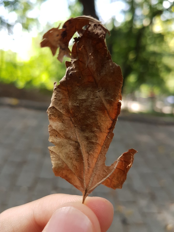 dry leaf