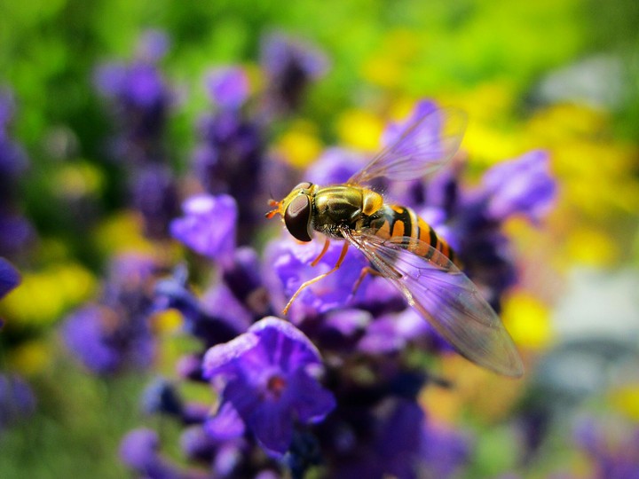 hoverfly.