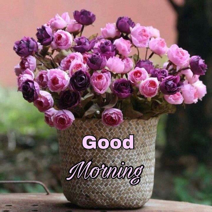 gm