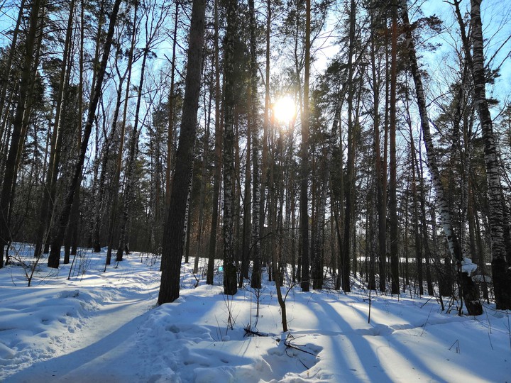 зимний лес