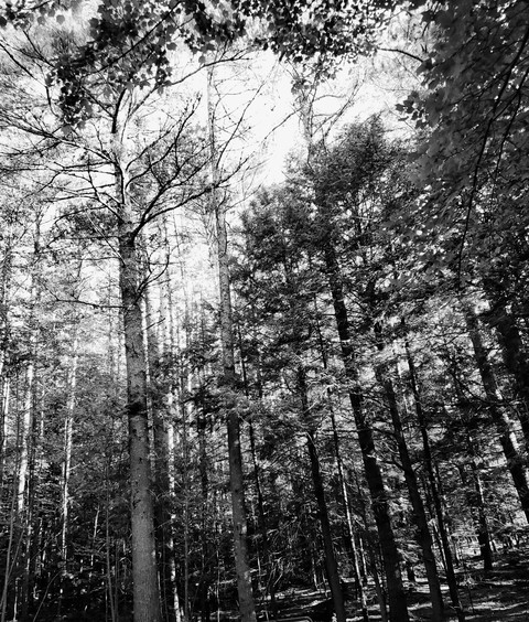forest