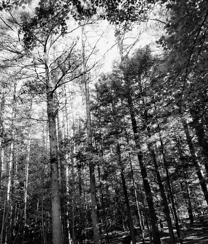 forest
