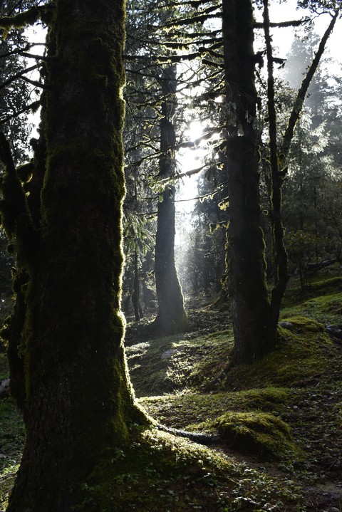 wet woods