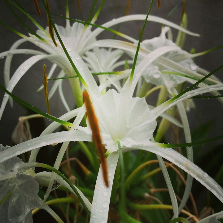 flowers in rain