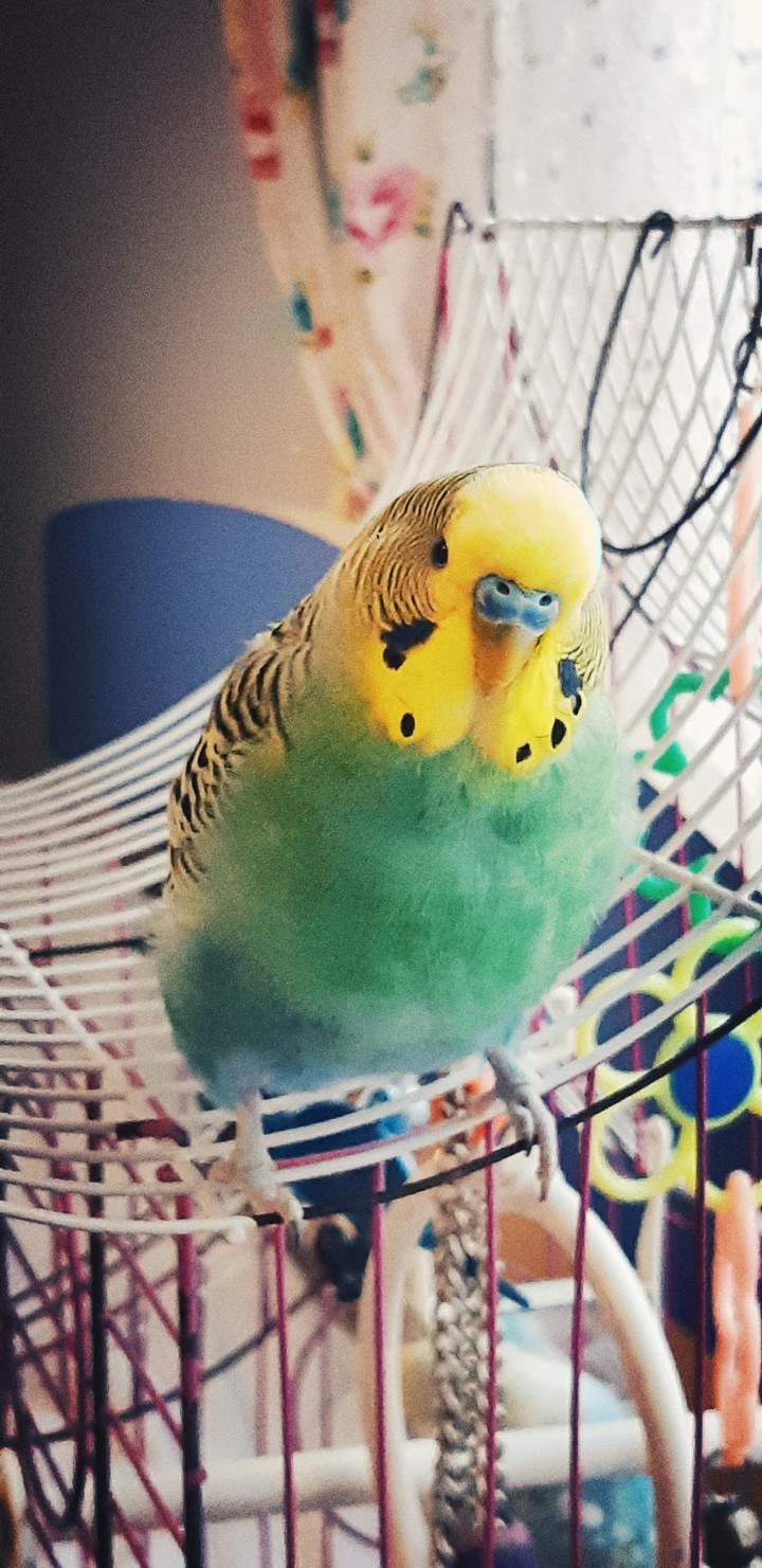 budgie cute green