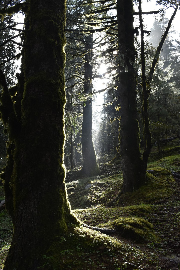 wet woods