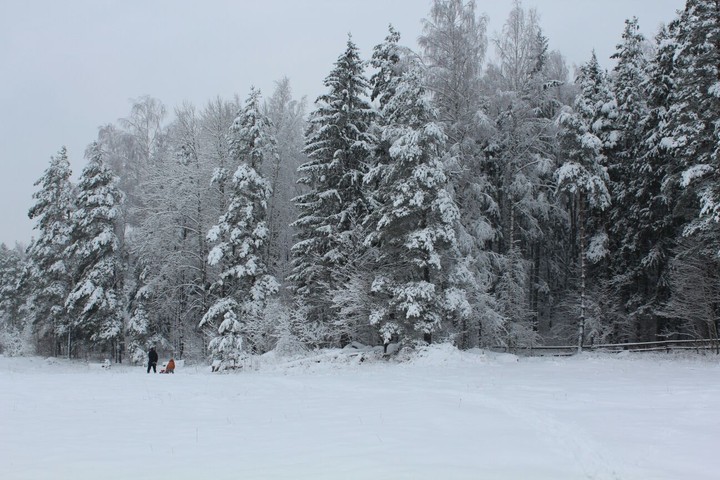 зимний лес
