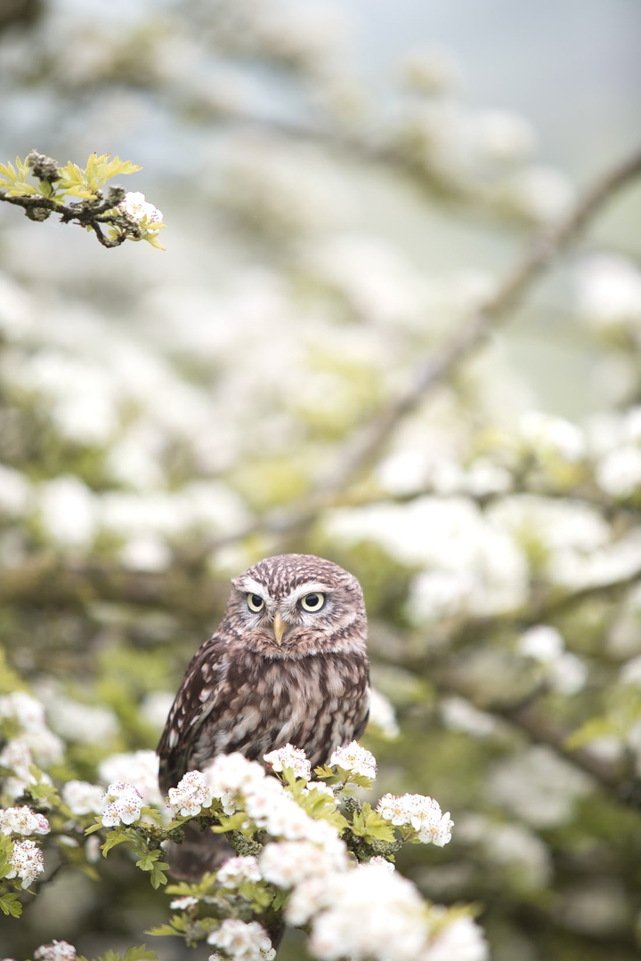 owl