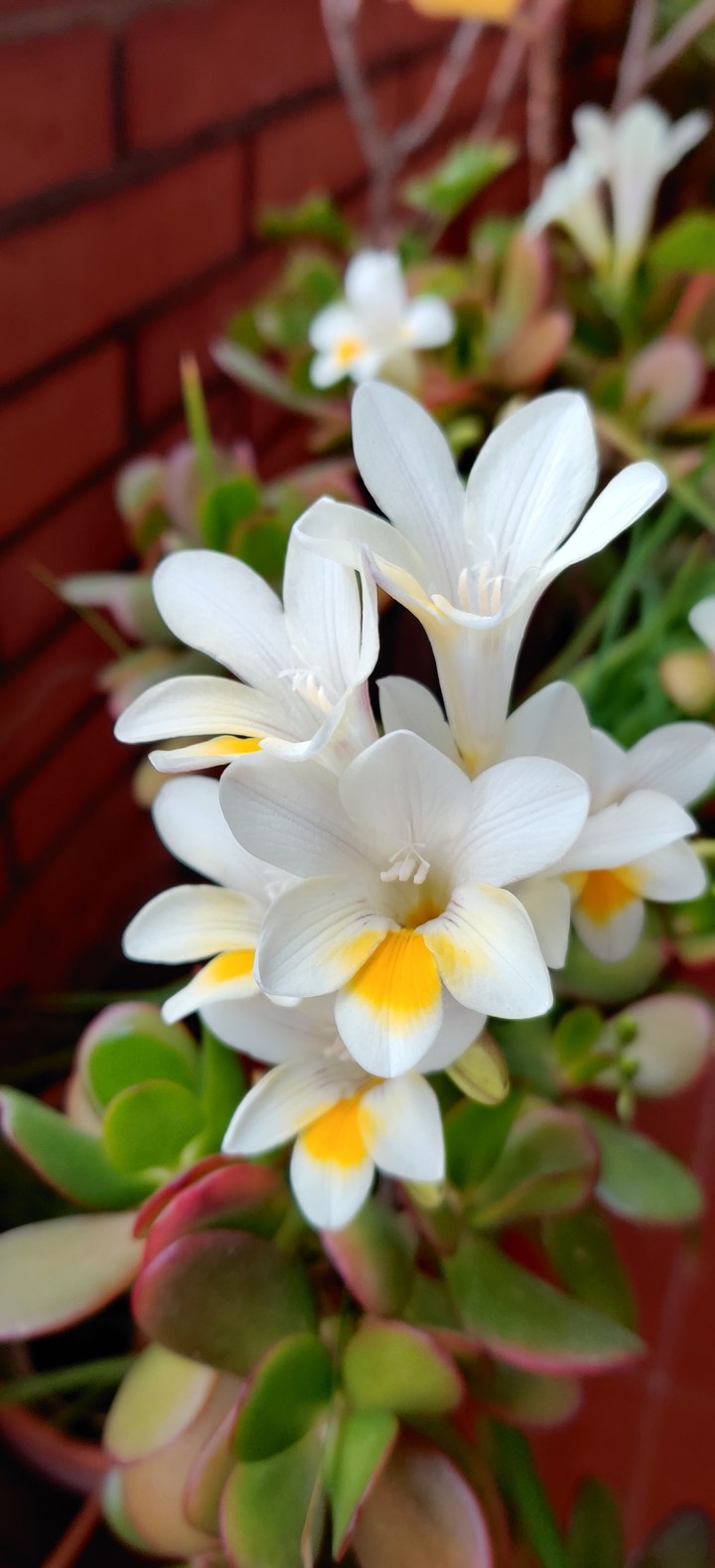 White Palmiras