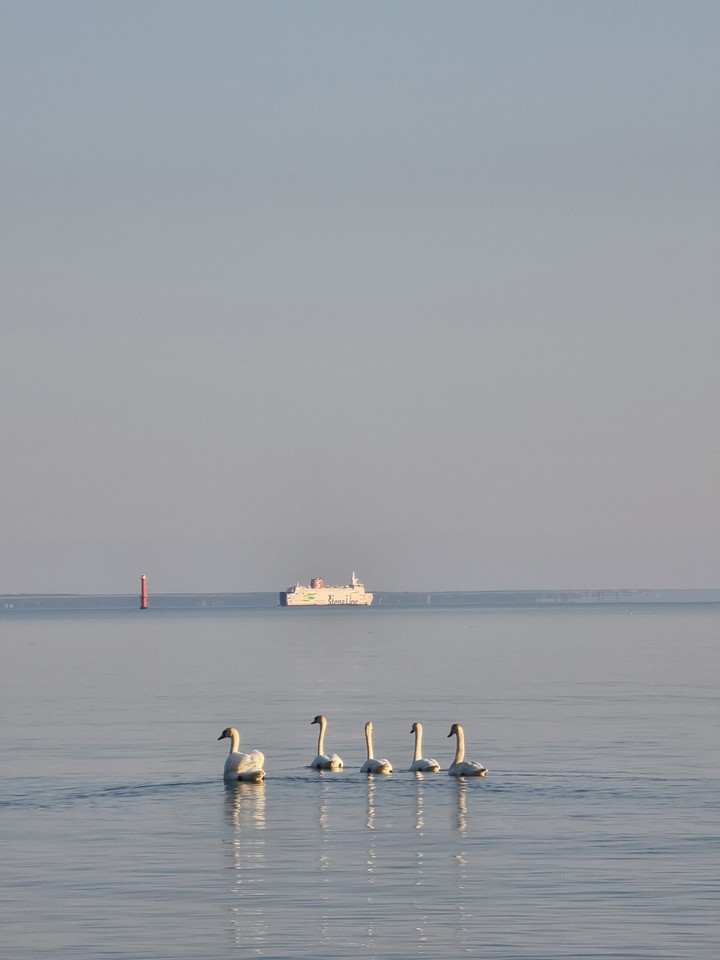 Swans in the sea