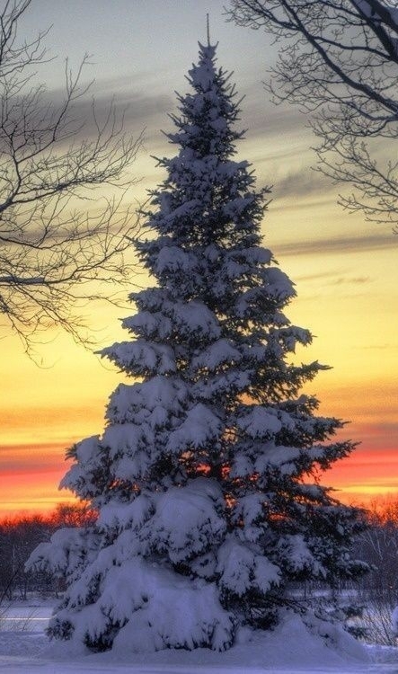 Forest Christmas tree (invite animals)