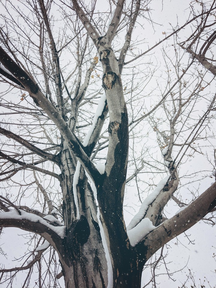 Winter tree