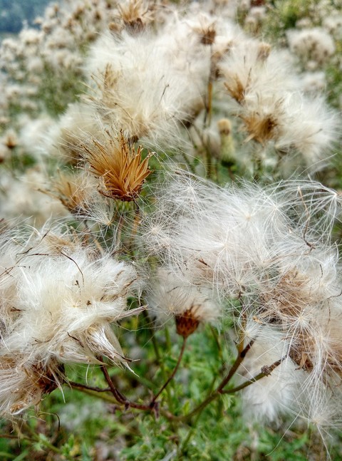 רקעים caryophyllales, flowers