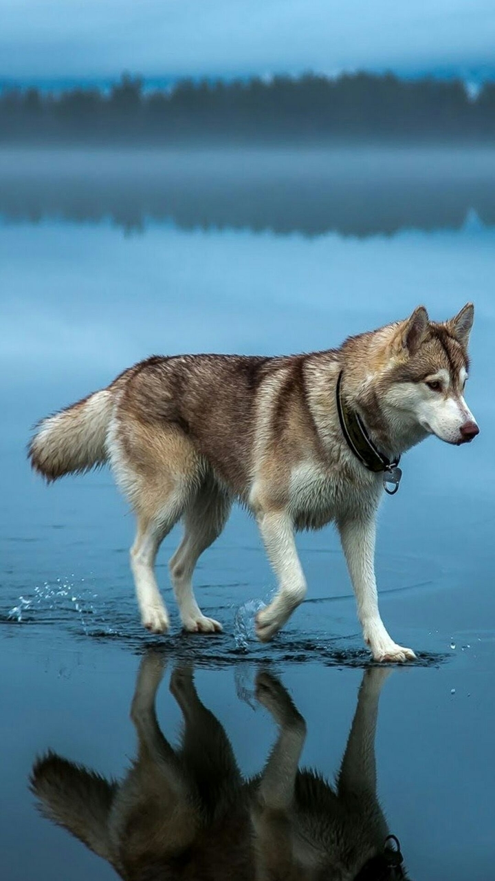 Husky walking