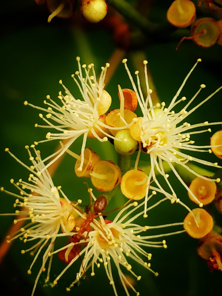 ants on flower