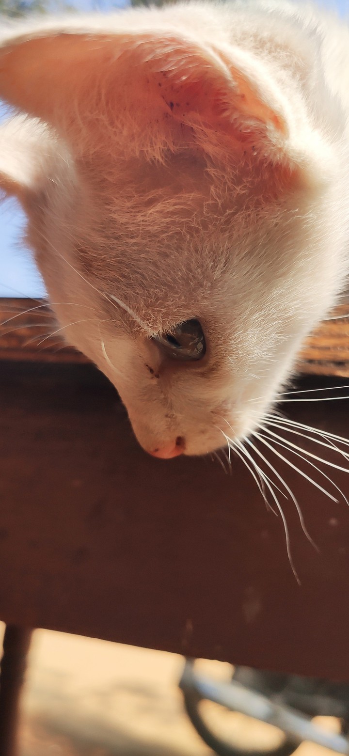 Kitten