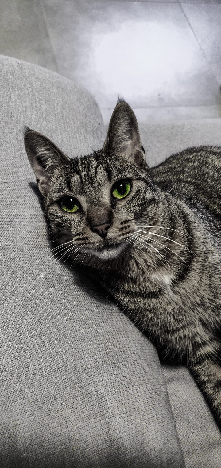 Timus