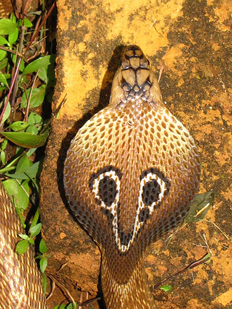 king cobra head