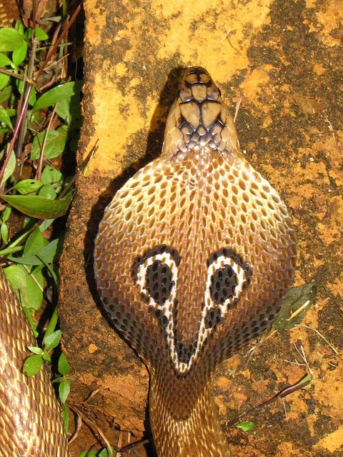 king cobra head
