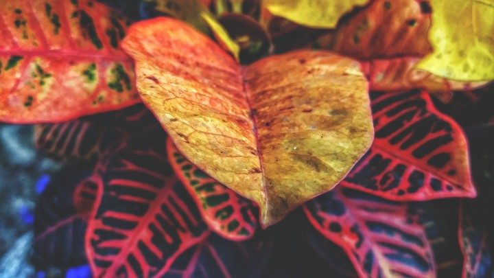 Autumn leaves..