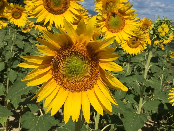 Girasoli