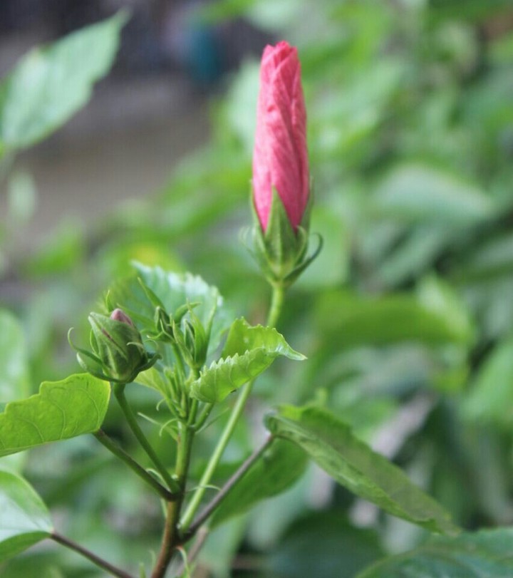 Hibiscus