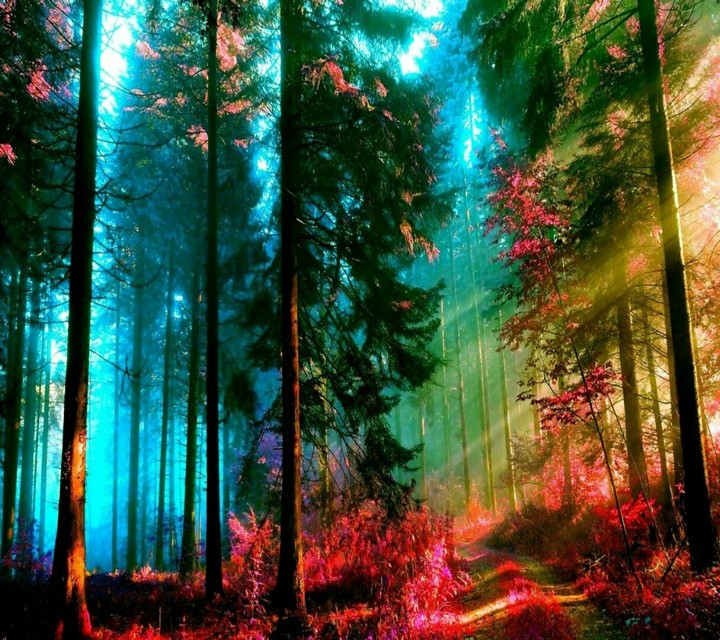 Bosque Arco iris