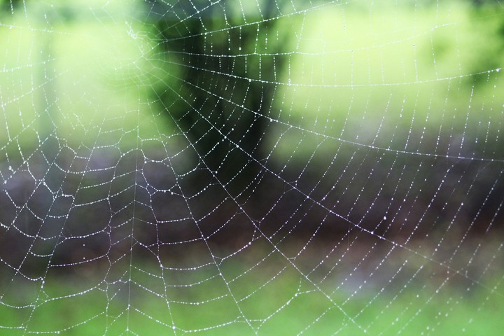 Morning Dew
