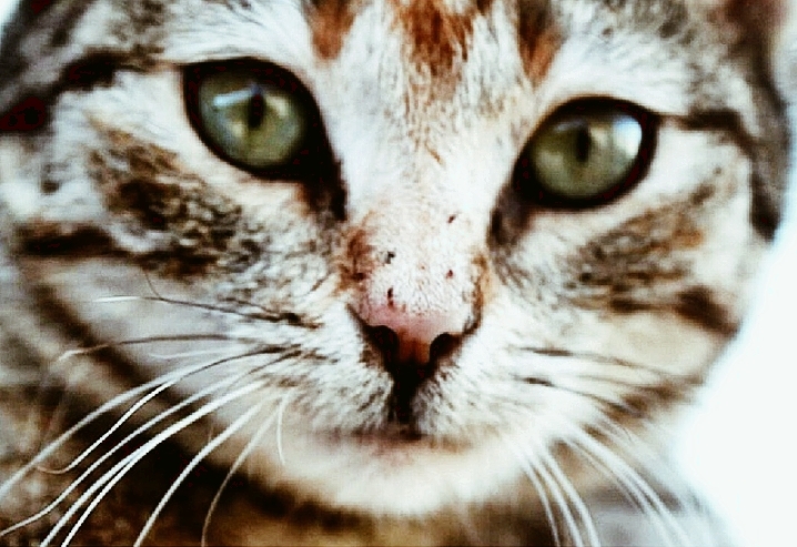 cat
