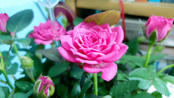 Rose