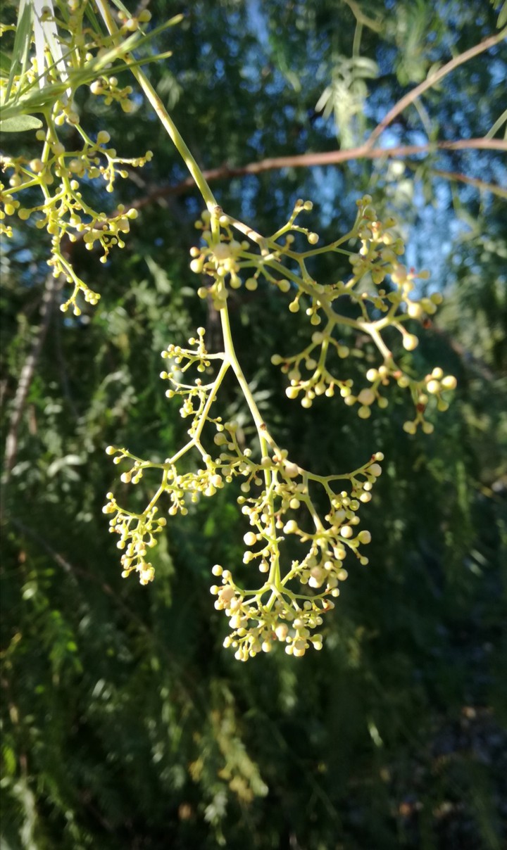 Schinus terebinthifolius