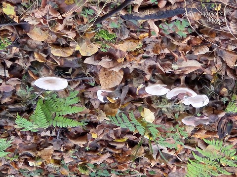 Leaf, Fungus, Nature